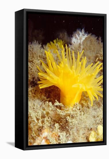 Yellow cave coral off Sark, Channel Isles, UK-Sue Daly-Framed Premier Image Canvas