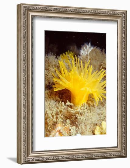 Yellow cave coral off Sark, Channel Isles, UK-Sue Daly-Framed Photographic Print