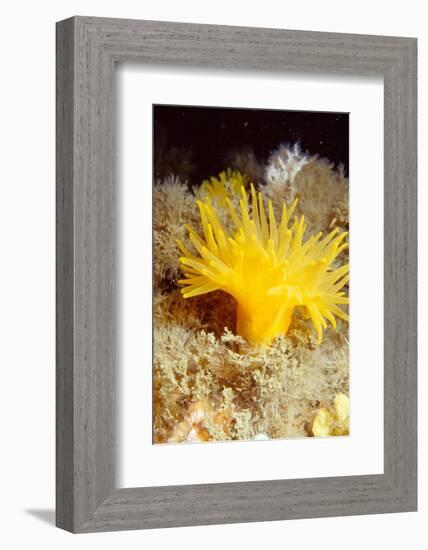 Yellow cave coral off Sark, Channel Isles, UK-Sue Daly-Framed Photographic Print