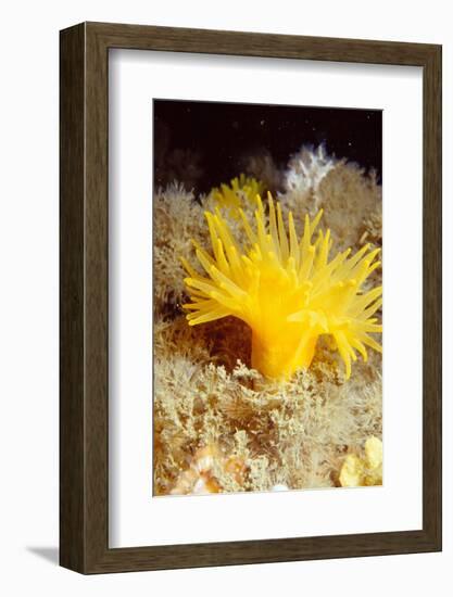 Yellow cave coral off Sark, Channel Isles, UK-Sue Daly-Framed Photographic Print