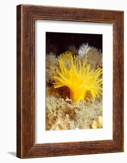 Yellow cave coral off Sark, Channel Isles, UK-Sue Daly-Framed Photographic Print