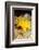 Yellow cave coral off Sark, Channel Isles, UK-Sue Daly-Framed Photographic Print