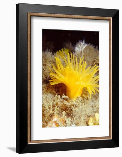 Yellow cave coral off Sark, Channel Isles, UK-Sue Daly-Framed Photographic Print