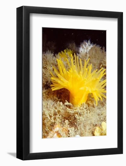 Yellow cave coral off Sark, Channel Isles, UK-Sue Daly-Framed Photographic Print