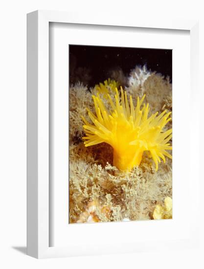 Yellow cave coral off Sark, Channel Isles, UK-Sue Daly-Framed Photographic Print