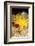 Yellow cave coral off Sark, Channel Isles, UK-Sue Daly-Framed Photographic Print