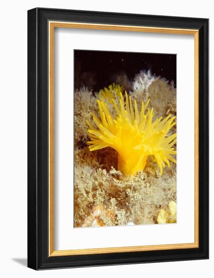 Yellow cave coral off Sark, Channel Isles, UK-Sue Daly-Framed Photographic Print