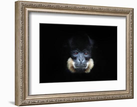 Yellow-Cheeked Gibbon, Nomascus Gabriellae, Detail Portrait of Wild Monkey. Art View of Beautiful A-Ondrej Prosicky-Framed Photographic Print