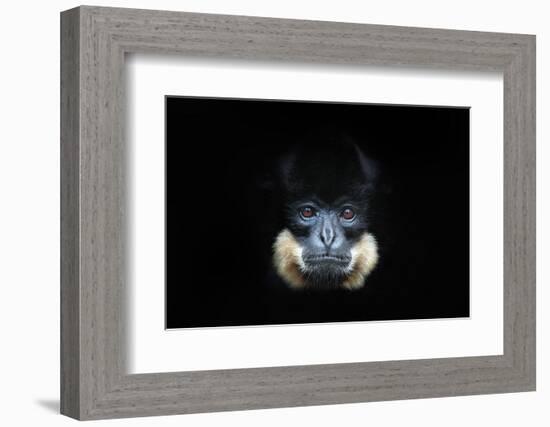 Yellow-Cheeked Gibbon, Nomascus Gabriellae, Detail Portrait of Wild Monkey. Art View of Beautiful A-Ondrej Prosicky-Framed Photographic Print