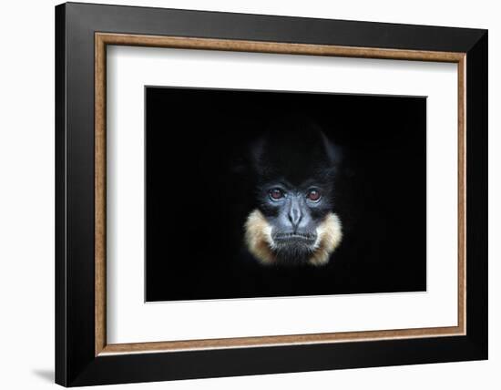 Yellow-Cheeked Gibbon, Nomascus Gabriellae, Detail Portrait of Wild Monkey. Art View of Beautiful A-Ondrej Prosicky-Framed Photographic Print