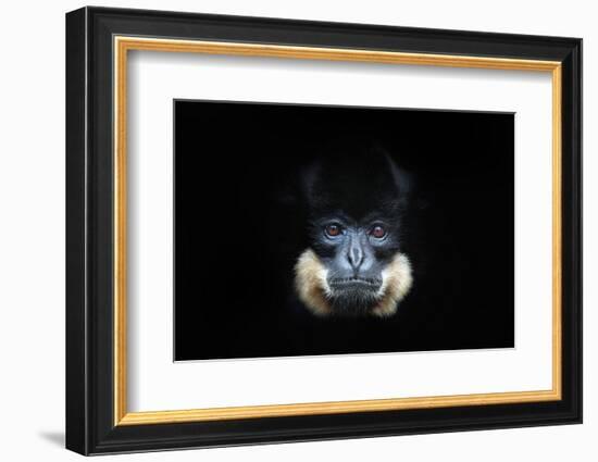 Yellow-Cheeked Gibbon, Nomascus Gabriellae, Detail Portrait of Wild Monkey. Art View of Beautiful A-Ondrej Prosicky-Framed Photographic Print