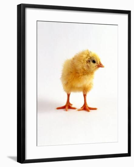 Yellow Chick-Jane Burton-Framed Photographic Print