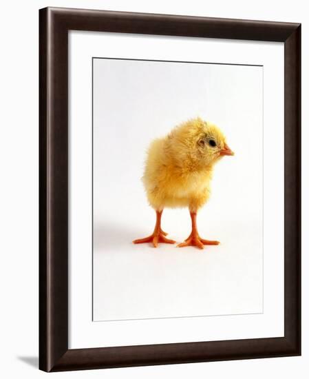 Yellow Chick-Jane Burton-Framed Photographic Print