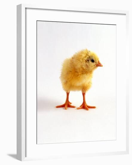 Yellow Chick-Jane Burton-Framed Photographic Print