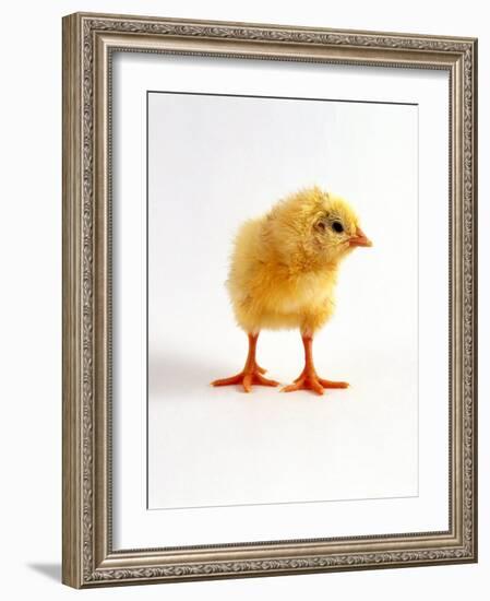 Yellow Chick-Jane Burton-Framed Photographic Print