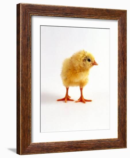 Yellow Chick-Jane Burton-Framed Photographic Print