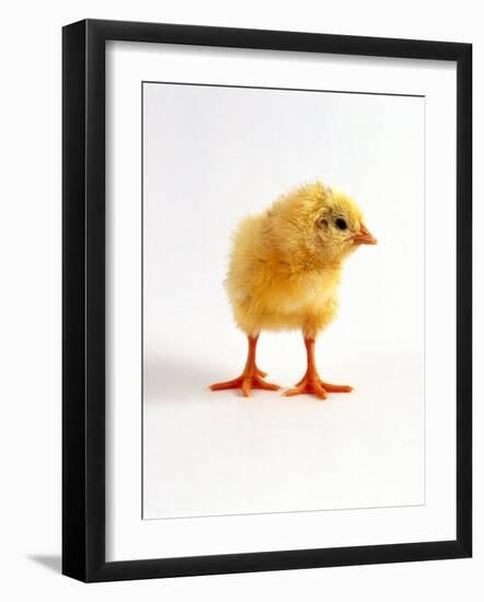 Yellow Chick-Jane Burton-Framed Photographic Print