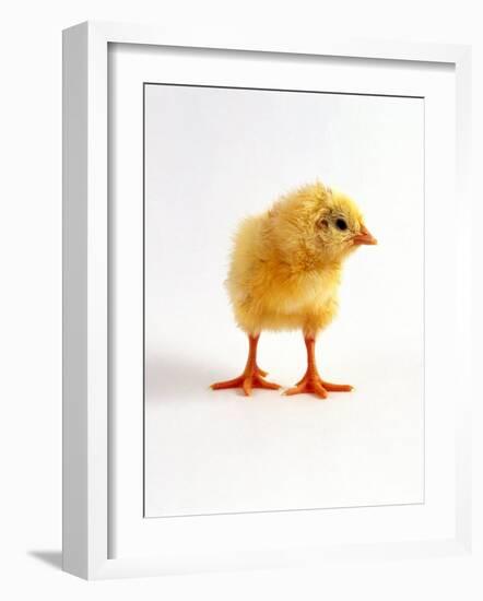 Yellow Chick-Jane Burton-Framed Photographic Print