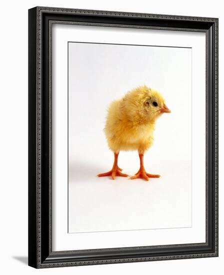 Yellow Chick-Jane Burton-Framed Photographic Print