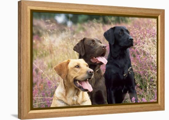 Yellow, Chocolate and Black Labradors-null-Framed Premier Image Canvas