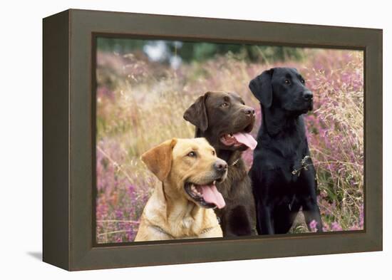 Yellow, Chocolate and Black Labradors-null-Framed Premier Image Canvas