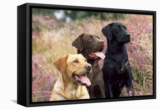 Yellow, Chocolate and Black Labradors-null-Framed Premier Image Canvas