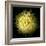 Yellow Chrysanthemum 1-Magda Indigo-Framed Photographic Print