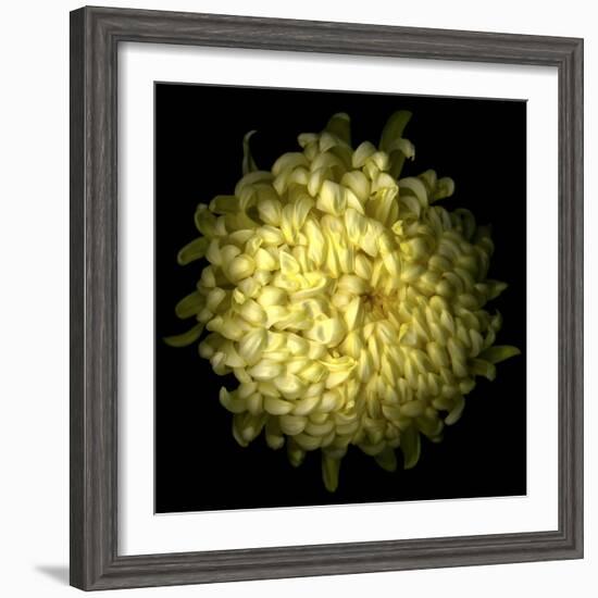 Yellow Chrysanthemum 1-Magda Indigo-Framed Photographic Print