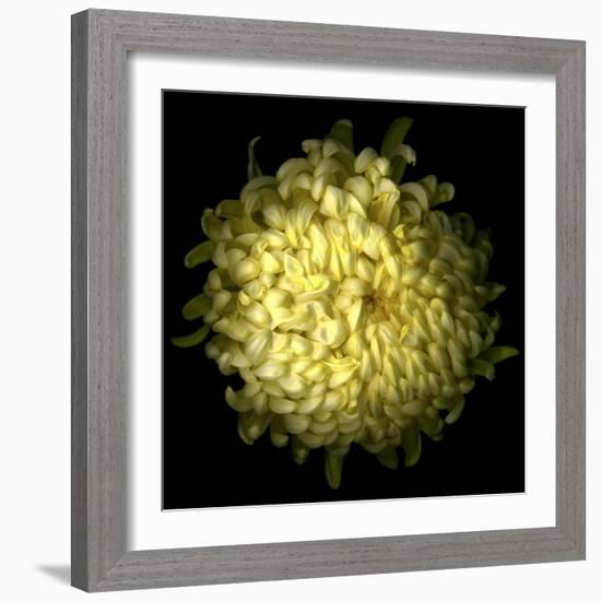 Yellow Chrysanthemum 1-Magda Indigo-Framed Photographic Print