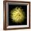 Yellow Chrysanthemum 1-Magda Indigo-Framed Photographic Print