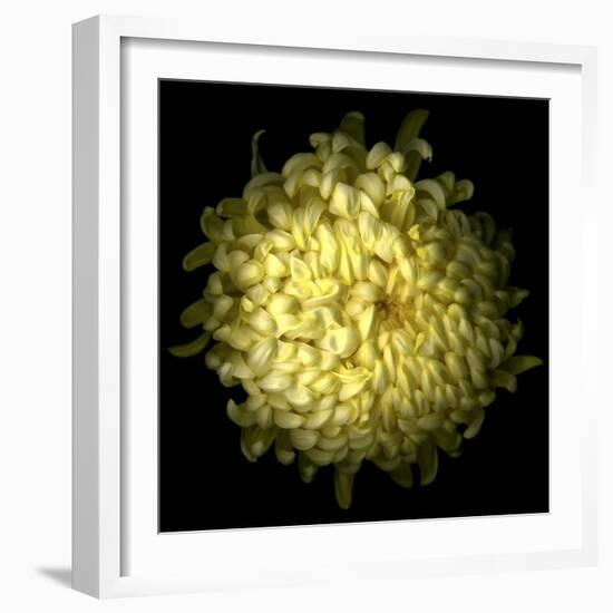 Yellow Chrysanthemum 1-Magda Indigo-Framed Photographic Print