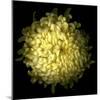 Yellow Chrysanthemum 1-Magda Indigo-Mounted Photographic Print