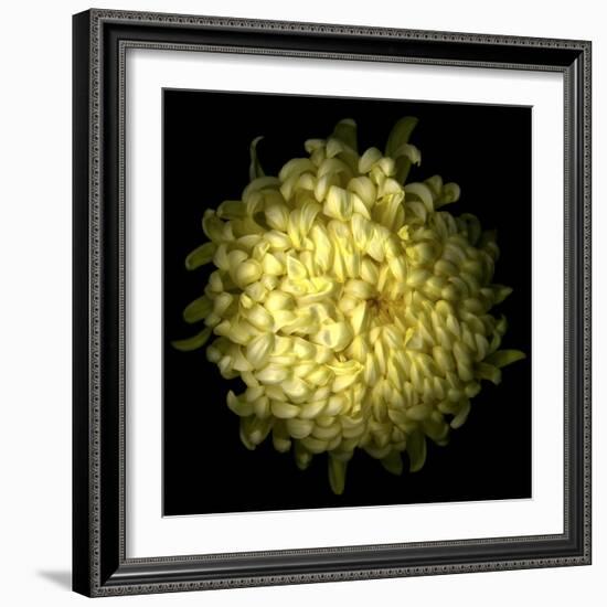 Yellow Chrysanthemum 1-Magda Indigo-Framed Photographic Print