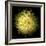 Yellow Chrysanthemum 1-Magda Indigo-Framed Photographic Print