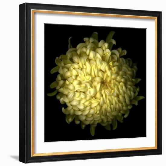 Yellow Chrysanthemum 1-Magda Indigo-Framed Photographic Print