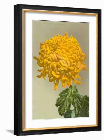 Yellow Chrysanthemum-null-Framed Art Print