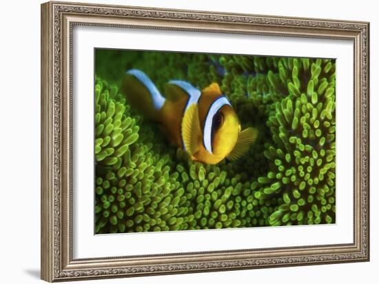 Yellow Clownfish On Green Anemon-Barathieu Gabriel-Framed Giclee Print