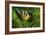 Yellow Clownfish On Green Anemon-Barathieu Gabriel-Framed Giclee Print