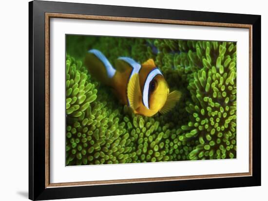 Yellow Clownfish On Green Anemon-Barathieu Gabriel-Framed Giclee Print