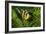 Yellow Clownfish On Green Anemon-Barathieu Gabriel-Framed Giclee Print