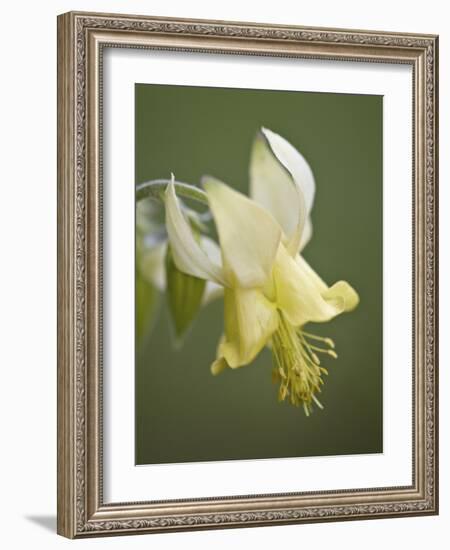 Yellow Columbine (Aquilegia Flavescens), Glacier National Park, Montana, USA, North America-James Hager-Framed Photographic Print