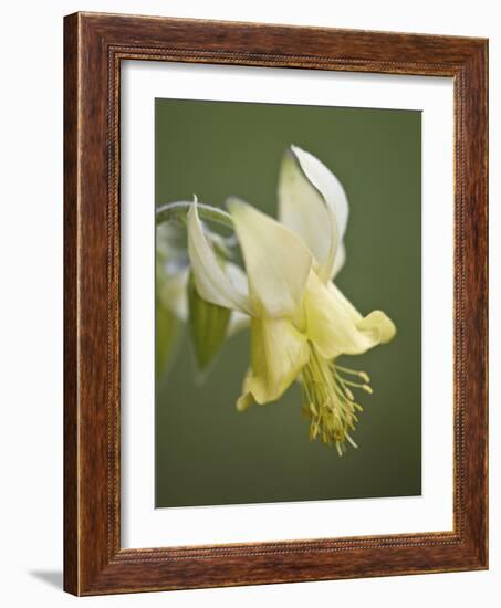 Yellow Columbine (Aquilegia Flavescens), Glacier National Park, Montana, USA, North America-James Hager-Framed Photographic Print