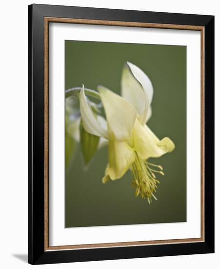 Yellow Columbine (Aquilegia Flavescens), Glacier National Park, Montana, USA, North America-James Hager-Framed Photographic Print