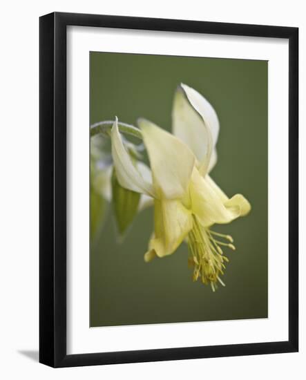 Yellow Columbine (Aquilegia Flavescens), Glacier National Park, Montana, USA, North America-James Hager-Framed Photographic Print