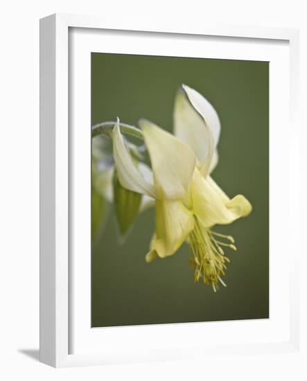 Yellow Columbine (Aquilegia Flavescens), Glacier National Park, Montana, USA, North America-James Hager-Framed Photographic Print