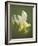 Yellow Columbine (Aquilegia Flavescens), Glacier National Park, Montana, USA, North America-James Hager-Framed Photographic Print