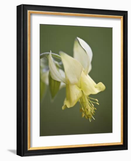 Yellow Columbine (Aquilegia Flavescens), Glacier National Park, Montana, USA, North America-James Hager-Framed Photographic Print