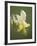 Yellow Columbine (Aquilegia Flavescens), Glacier National Park, Montana, USA, North America-James Hager-Framed Photographic Print