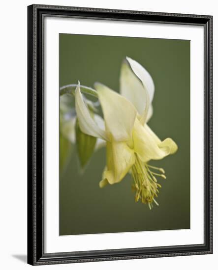 Yellow Columbine (Aquilegia Flavescens), Glacier National Park, Montana, USA, North America-James Hager-Framed Photographic Print