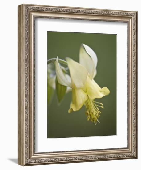 Yellow Columbine (Aquilegia Flavescens), Glacier National Park, Montana, USA, North America-James Hager-Framed Photographic Print